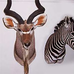 African Taxidermy Collection