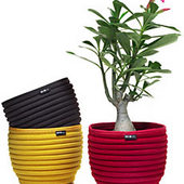 Beehive SoftBowls