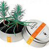 Bonsai Tree in a Can