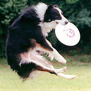 Canine Heritage Breed Test