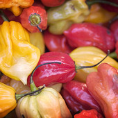 Hot Sauce of the Month Club