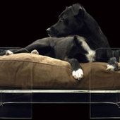 Mija Dog Bed