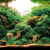 Nature Aquariums