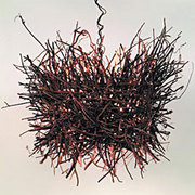 Roost Penadant Lamp
