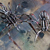 Scissor Spiders