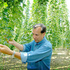 Samuel Adams Hopfenpflücken Adventure