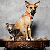 Found Collars & Leashes