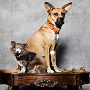 Found Collars & Leashes
