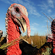 Good Shepherd Heritage Turkey