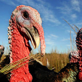 Good Shepherd Heritage Turkey