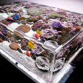ZeroEdge Aquariums