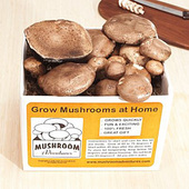 Portobello Mushroom Growing Kit